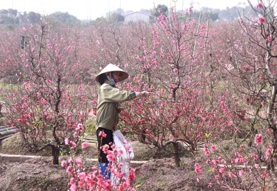 Nghề trồng đào góp phần cải thiện đời sống người dân xã Vân Tảo. Nghề trồng đào góp phần cải thiện đời sống người dân xã Vân Tảo.