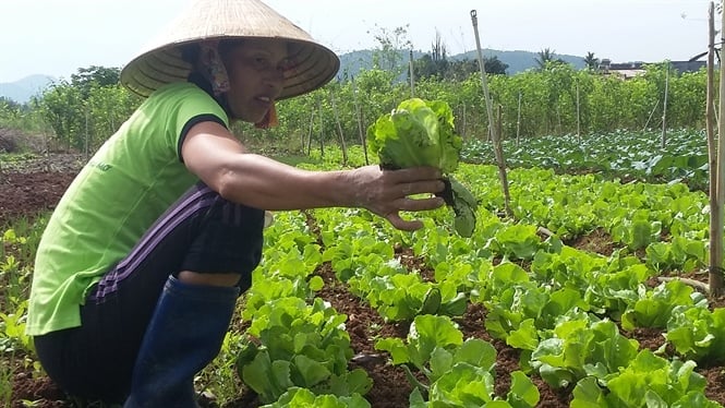 Các loại rau quả mô hình trồng rau hữu cơ của Công ty TNHH Sala Việt Nam đều không sử dụng phân bón hóa học và thuốc bảo vệ thực vật (BVTV) Các loại rau quả mô hình trồng rau hữu cơ của Công ty TNHH Sala Việt Nam đều không sử dụng phân bón hóa học và thuốc bảo vệ thực vật (BVTV)