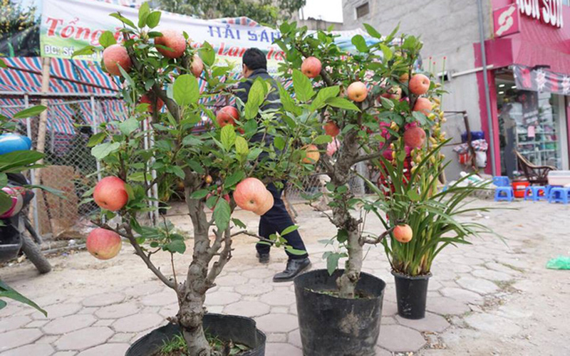 Một cây táo bonsai đẹp có nhiều tiêu chí nhưng quan trọng nhất là cây phải sai trái, quả đỏ mọng, tròn đều, ngoài ra phần ngọn có thêm nhiều lộc, hoa.