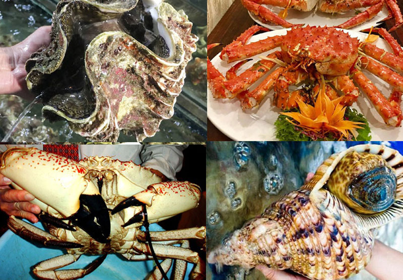 Những loại hải sản khổng lồ trên bàn tiệc của đại gia Việt. Những loại hải sản khổng lồ trên bàn tiệc của đại gia Việt.