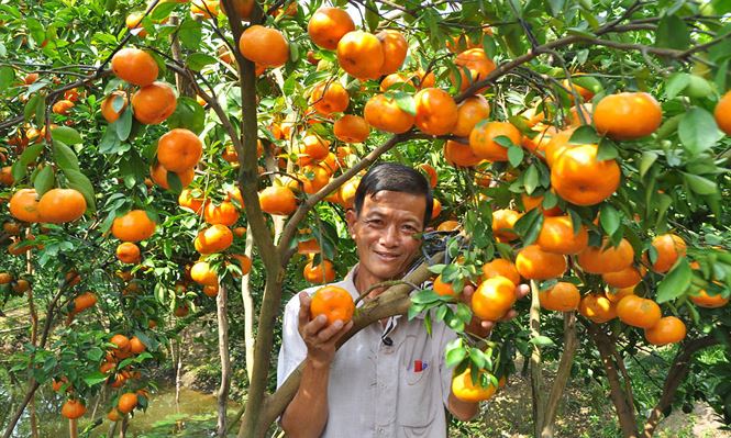 Ông Đoàn Anh Kiệt ở ấp Long Khánh A, xã Long Hậu (Lai Vung) có 0,5 ha trồng quý hồng đang cho trái sum suê. 