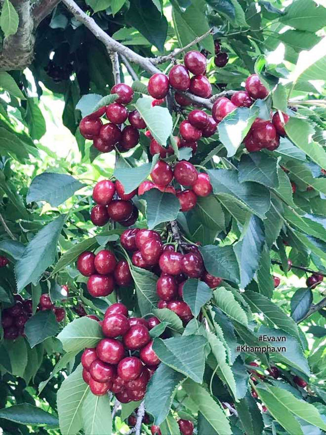 Quả cherry chín mọng trên cành.