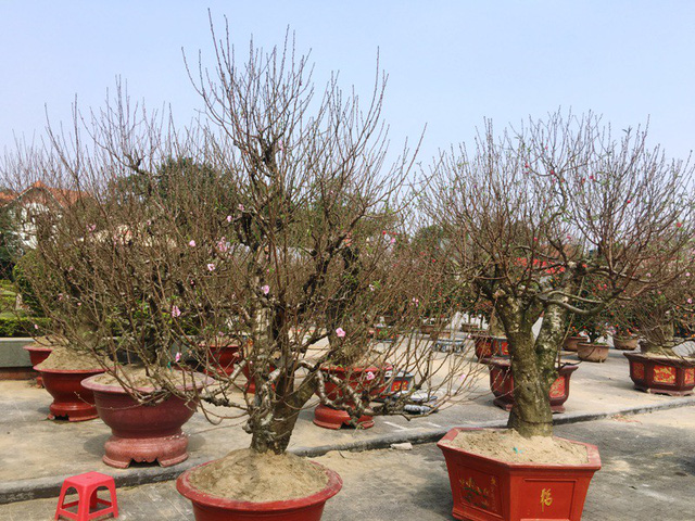 Những gốc đào thế được chủ rao bán với giá khoảng 8 triệu đồng/cây. Những gốc đào thế được chủ rao bán với giá khoảng 8 triệu đồng/cây.