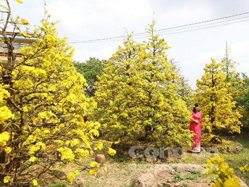 Con người trở nên quá nhỏ bé so với những “cụ” mai vàng này Con người trở nên quá nhỏ bé so với những “cụ” mai vàng này