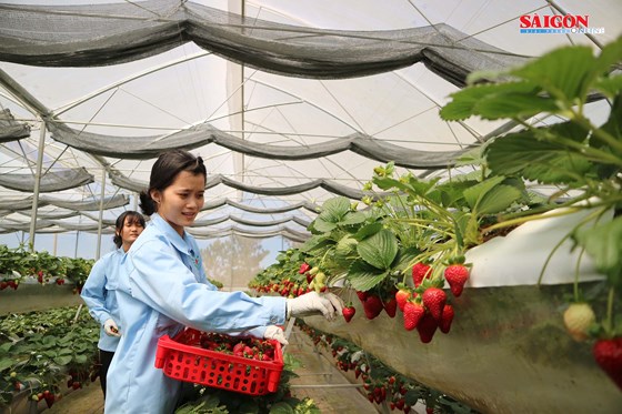 Sau 3 tháng trồng, dâu tây bắt đầu cho thu hoạch. Ảnh: Đoàn Kiên Sau 3 tháng trồng, dâu tây bắt đầu cho thu hoạch. Ảnh: Đoàn Kiên