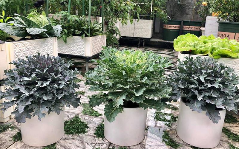 Rau được trồng trong các chậu màu trắng dễ lắp ghép và di chuyển. Rau được trồng trong các chậu màu trắng dễ lắp ghép và di chuyển.