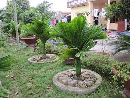 Trồng cây cau lùn mang may mắn, phát tài cho gia chủ. Ảnh: vietq.vn Trồng cây cau lùn mang may mắn, phát tài cho gia chủ. Ảnh: vietq.vn