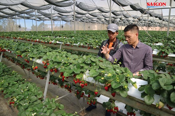 Ông Bùi Xuân Hải, Phó Giám đốc Công ty TNHH Hoa Thắng Thịnh giới thiệu với du khách quy trình trồng và chăm sóc dâu tây. Ảnh: Đoàn Kiên Ông Bùi Xuân Hải, Phó Giám đốc Công ty TNHH Hoa Thắng Thịnh giới thiệu với du khách quy trình trồng và chăm sóc dâu tây. Ảnh: Đoàn Kiên