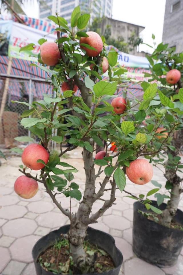 Nói về thông tin táo bonsai có độc, chủ vườn này khẳng định trong quá trình tạo kiểu các nhà vườn Trung Quốc cũng phải sử dụng thuốc bảo vệ thực vật tuy nhiên với hàm lượng cho phép và chỉ sử dụng trước thời điểm cây đậu quả. “Đối với táo Trung Quốc bên đó họ dùng rất sạch khi về đến Việt Nam nhiều thương lái mới phun thuốc để bảo quản được lâu. Riêng gia đình tôi thì không làm việc đó”, chủ vườn này khẳng định.