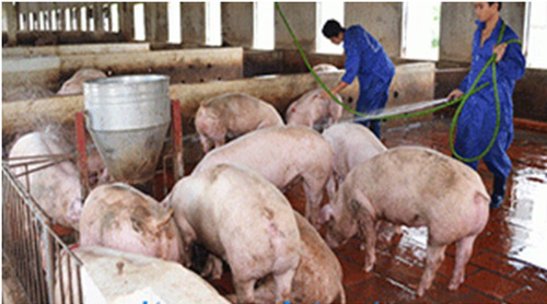 Thu gom chất thải rắn trong chăn nuôi để hạn chế nước thải ra môi trường. Ảnh: N.V Thu gom chất thải rắn trong chăn nuôi để hạn chế nước thải ra môi trường. Ảnh: N.V