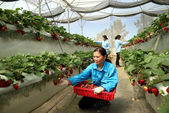 Giống dâu sau khi nhập về được trồng trong giá thể xơ dừa với khoảng 3 tháng là có thể thu hoạch. Thời gian thu hoạch kéo dài khoảng 8 tháng, sau đó thay thế đợt dâu mới. Giống dâu sau khi nhập về được trồng trong giá thể xơ dừa với khoảng 3 tháng là có thể thu hoạch. Thời gian thu hoạch kéo dài khoảng 8 tháng, sau đó thay thế đợt dâu mới.