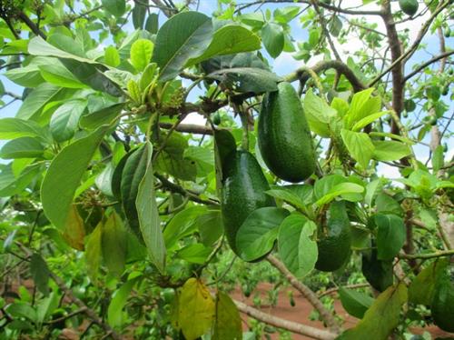Cây bơ trồng được ở nhiều loại đất. Ảnh: caygiongnongnghiep1.vn Cây bơ trồng được ở nhiều loại đất. Ảnh: caygiongnongnghiep1.vn