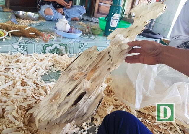 Một đoạn cây dó bầu được phát hiện có đoạn trầm hương kéo dài, quý hiếm.