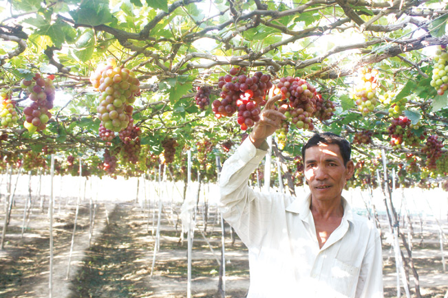 Gia đình anh Lê Văn Minh ngày càng sung túc nhờ trồng nho đỏ. Gia đình anh Lê Văn Minh ngày càng sung túc nhờ trồng nho đỏ.