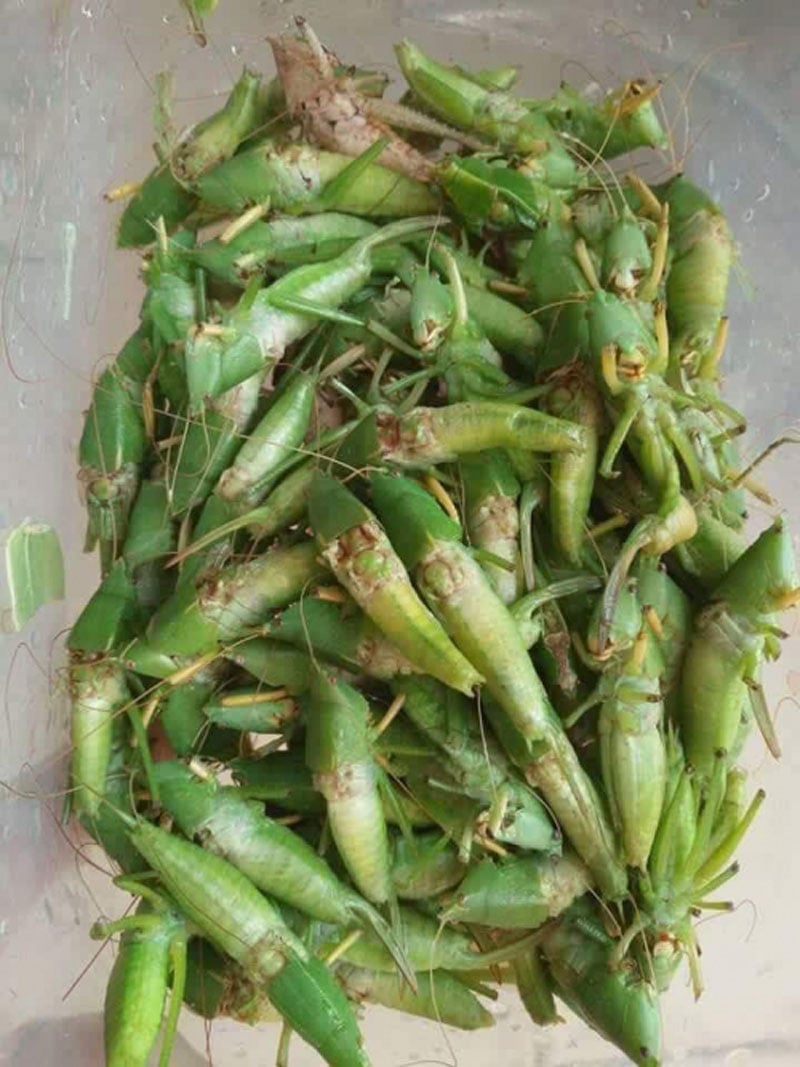 Xưa mẹ đi gặt về cứ thấy giấu vào lưng áo mấy con muỗm, nướng lên ăn bùi ngon. Xưa mẹ đi gặt về cứ thấy giấu vào lưng áo mấy con muỗm, nướng lên ăn bùi ngon.