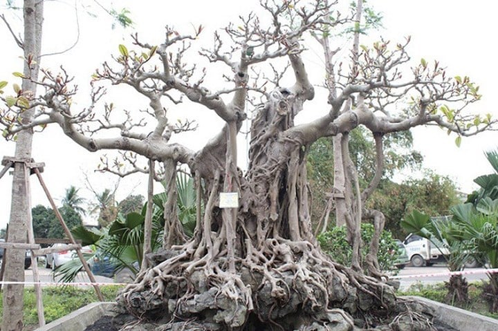 Trong giới chơi cây, đây được đánh giá là một trong những “bảo bối”, cây đa quý hiếm bậc nhất của Việt Nam. (Ảnh: Dân trí) Trong giới chơi cây, đây được đánh giá là một trong những “bảo bối”, cây đa quý hiếm bậc nhất của Việt Nam. (Ảnh: Dân trí)