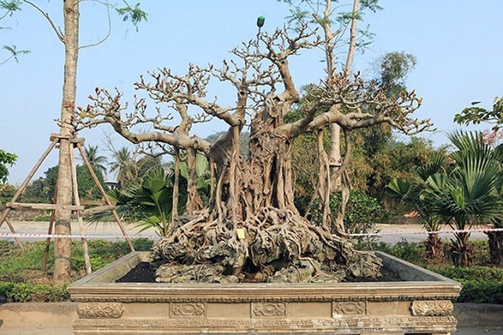 Cây đa cổ mọc trên đá, thuộc dòng tứ quý, biểu tượng cho sức sống mãnh liệt. (Ảnh: Dân Việt) Cây đa cổ mọc trên đá, thuộc dòng tứ quý, biểu tượng cho sức sống mãnh liệt. (Ảnh: Dân Việt)