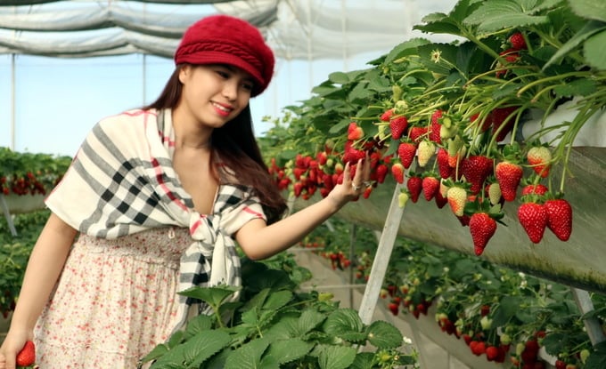 Du khách có thể hái ăn và mua dâu ngay tại vườn với giá trung bình khoảng 300.000 đồng một kg. Du khách có thể hái ăn và mua dâu ngay tại vườn với giá trung bình khoảng 300.000 đồng một kg.