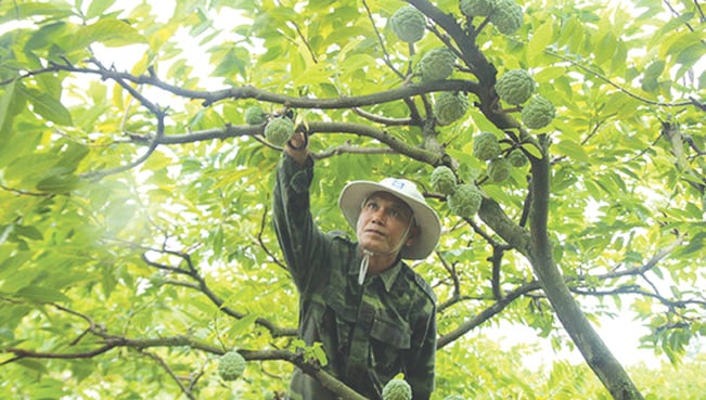 Cách chăm sóc cây Na Thái cần đặc biệt chú ý tới sâu rệp bám. IT Cách chăm sóc cây Na Thái cần đặc biệt chú ý tới sâu rệp bám. IT