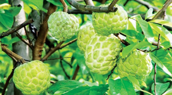 Trái Na Thái thơm ngon, quả mọng, có trọng lượng trung bình từ 0,5kg đến 1kg; tỷ lệ hạt thấp hơn so với nhiều giống Na khác. IT. Trái Na Thái thơm ngon, quả mọng, có trọng lượng trung bình từ 0,5kg đến 1kg; tỷ lệ hạt thấp hơn so với nhiều giống Na khác. IT.