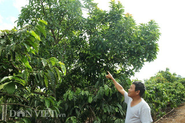 Ông Đỗ VănToàn giới thiệu mô hình trồng cà phê xen bơ cho năng suất cao trong vườn của mình. Ảnh: Văn Long. Ông Đỗ VănToàn giới thiệu mô hình trồng cà phê xen bơ cho năng suất cao trong vườn của mình. Ảnh: Văn Long.