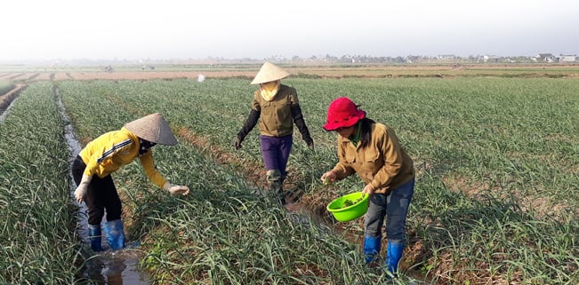 Nông dân xã Đông Hưng chăm bón, theo dõi sâu bệnh hàng ngày cho cây hành và tỏi. Nông dân xã Đông Hưng chăm bón, theo dõi sâu bệnh hàng ngày cho cây hành và tỏi.
