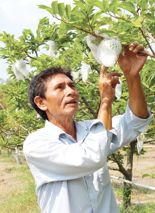 Ông Huỳnh Biển Chiêu (ngụ xã Thạnh Tân, TP.Tây Ninh) là người đầu tiên ở xã được cấp Chứng nhận mô hình sản xuất VietGAP. 