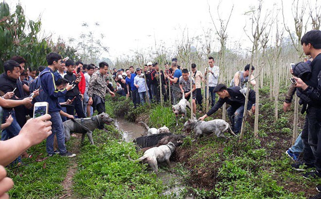 Nhiều người thích thú xem đàn chó lao vào cắn xé con lợn rừng tại Hà Nội gây bức xúc cho cộng đồng mạng xã hội (ảnh cắt ra từ clip) Nhiều người thích thú xem đàn chó lao vào cắn xé con lợn rừng tại Hà Nội gây bức xúc cho cộng đồng mạng xã hội (ảnh cắt ra từ clip)