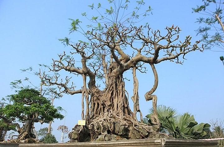 Theo ông Lộc, cây có tên là “đa phúc, đa tài, đa phú quý” và là một trong những cây đa cổ ít ỏi, quý hiếm sở hữu hình dáng độc đáo, tuổi đời lâu năm. (Ảnh: Dân Việt) Theo ông Lộc, cây có tên là “đa phúc, đa tài, đa phú quý” và là một trong những cây đa cổ ít ỏi, quý hiếm sở hữu hình dáng độc đáo, tuổi đời lâu năm. (Ảnh: Dân Việt)