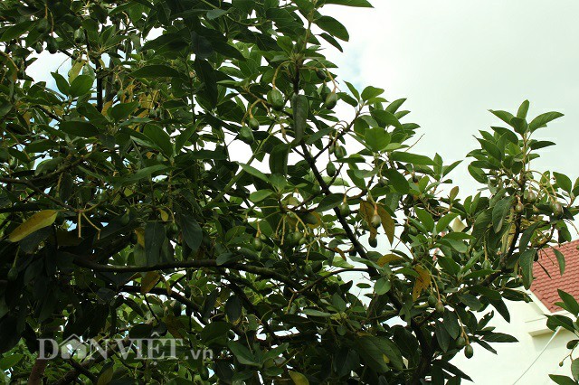 Những cành bơ Hass trên thân mẹ sai trĩu quả ai đến cũng thích thú khen ngợi ông Toàn. Ảnh: Văn Long Những cành bơ Hass trên thân mẹ sai trĩu quả ai đến cũng thích thú khen ngợi ông Toàn. Ảnh: Văn Long
