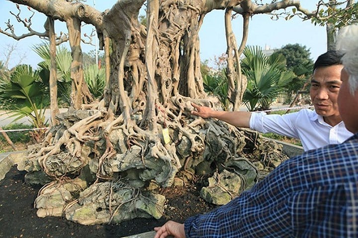 Cây đa cổ mọc trên đá, thuộc dòng tứ quý, biểu tượng cho sức sống mãnh liệt. (Ảnh: Dân Việt) Cây đa cổ mọc trên đá, thuộc dòng tứ quý, biểu tượng cho sức sống mãnh liệt. (Ảnh: Dân Việt)
