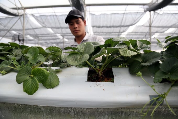 Quả dâu hình cánh bướm có kích thước khá lớn. Nhân viên hái đều mang găng tay diệt khuẩn để đảm bảo an toàn, sạch khi xuất bán. Quả dâu hình cánh bướm có kích thước khá lớn. Nhân viên hái đều mang găng tay diệt khuẩn để đảm bảo an toàn, sạch khi xuất bán.
