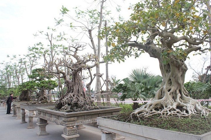 Hiện tại, cây đa cổ thụ này đang được trưng bày tại Triển lãm Sinh vật cảnh huyện Quốc Oai (Ảnh: Dân trí) Hiện tại, cây đa cổ thụ này đang được trưng bày tại Triển lãm Sinh vật cảnh huyện Quốc Oai (Ảnh: Dân trí)