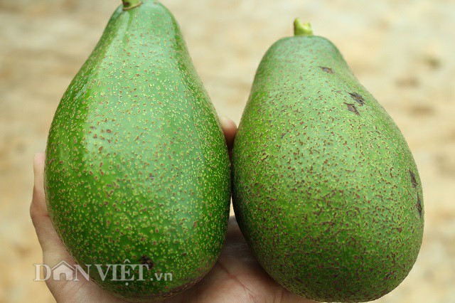 Hai quả bơ sáp vàng nặng 1,5 kg trong vườn của ông Toàn. Ảnh: Văn Long. Hai quả bơ sáp vàng nặng 1,5 kg trong vườn của ông Toàn. Ảnh: Văn Long.
