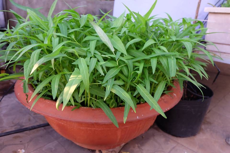 Rau muống. Rau muống.