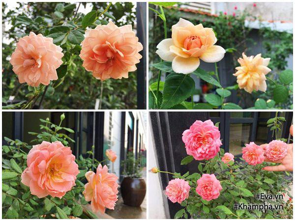 Hồng Jubilee celebration rose, Catalina rose, Grace rose khi nở hoa luôn khiến chị bị 