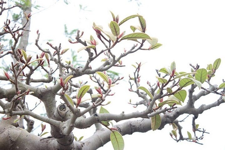 Cây đa cổ mọc trên đá, nhưng vào mùa xuân, các búp non đâm chồi rực rỡ như son rất đẹp mắt. (Ảnh: Dân trí) Cây đa cổ mọc trên đá, nhưng vào mùa xuân, các búp non đâm chồi rực rỡ như son rất đẹp mắt. (Ảnh: Dân trí)