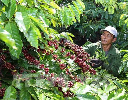 Các tỉnh Tây Nguyên sử dụng phần lớn giống cà phê mới để trồng tái canh cà phê. Ảnh minh hoạ: TTXVN