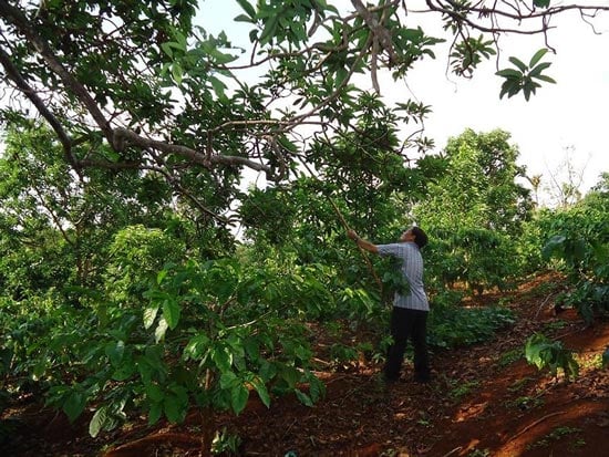 Cây bơ của ông Nguyễn Ngọc Đức thôn 7, xã Ea Tiêu, huyện Cư Cuin, tỉnh Đắk Lắk cho thu quả vào dịp Tết nguyên đán mang lại giá trị kinh tế cao. Cây bơ của ông Nguyễn Ngọc Đức thôn 7, xã Ea Tiêu, huyện Cư Cuin, tỉnh Đắk Lắk cho thu quả vào dịp Tết nguyên đán mang lại giá trị kinh tế cao.