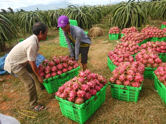 Thanh long đạt mức giá kỷ lục, nông dân phấn khởi thu hoạch (Ảnh: SGGP).