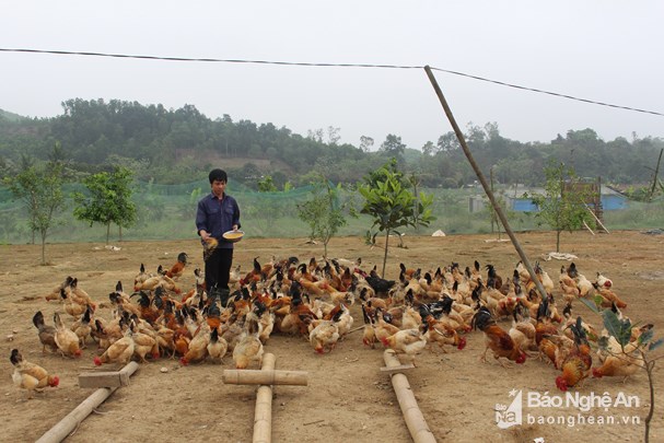 Nhiều gia đình tích cực triển khai chăn nuôi gà sạch. Ảnh Thái Hiền Nhiều gia đình tích cực triển khai chăn nuôi gà sạch. Ảnh Thái Hiền
