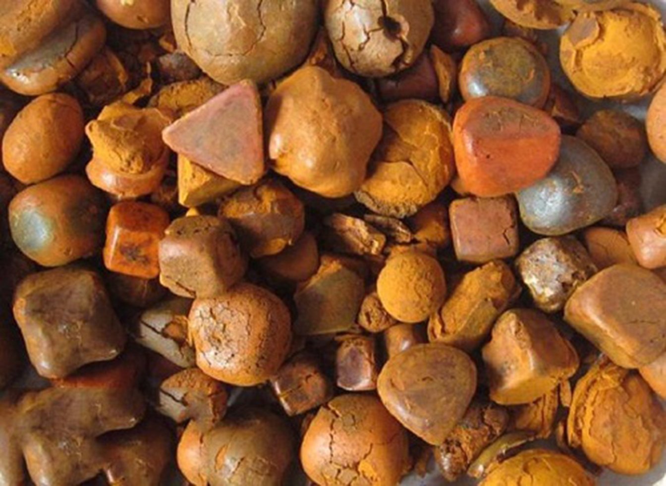 Thành phần chính của An cung ngưu hoàng là sỏi mật của trâu hoặc bò. Thành phần chính của An cung ngưu hoàng là sỏi mật của trâu hoặc bò.