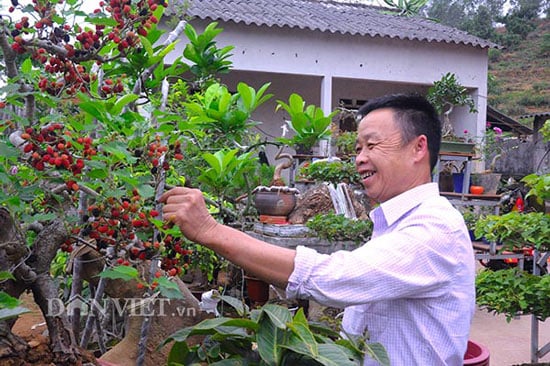 Ông Mão bên cây dâu đặc biệt được ông ghép, tạo dáng và cho quả sai chi chít. Ông Mão bên cây dâu đặc biệt được ông ghép, tạo dáng và cho quả sai chi chít.