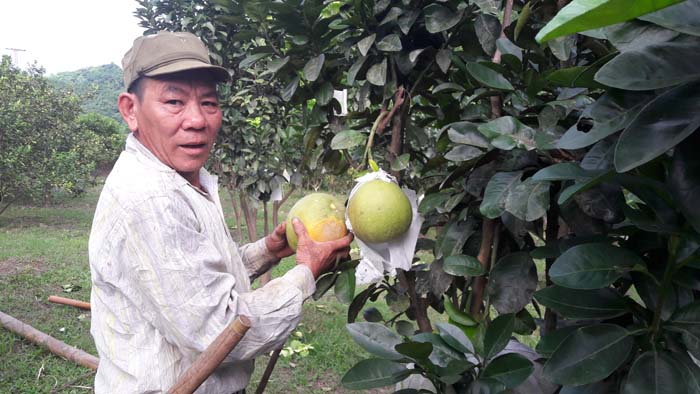cay co mui nguy co vo tran: 1 cay buoi thu 10 trieu, ai khong ham hinh anh 1