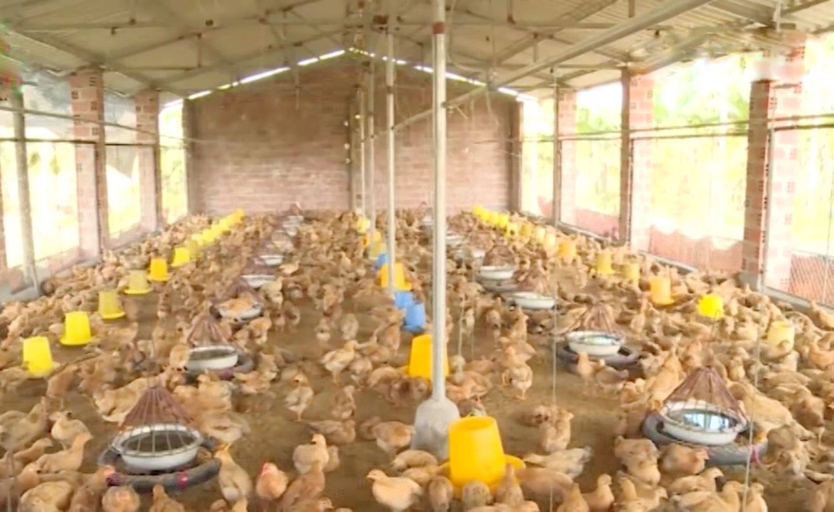 me tit chuong ga thong minh ma re cua anh nong dan khoi nghiep lan 2 hinh anh 5