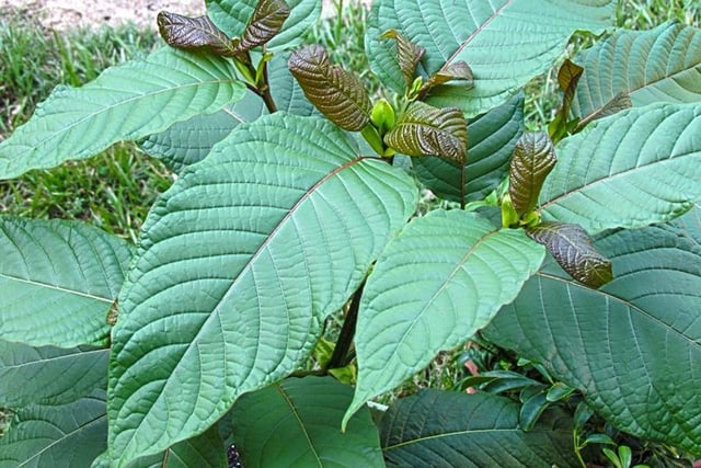 Cây kratom thuộc họ cà phê. Ảnh: ITN