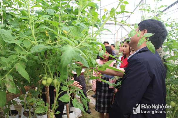dua ca chua mui dac san vao nha luoi, qua ra son son 6 - 7kg/cay hinh anh 5