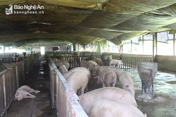 Chăn nuôi lợn theo mô hình VietGAP gặp nhiều khó khăn trong khâu tiêu thụ. Ảnh: Phú Hương Chăn nuôi lợn theo mô hình VietGAP gặp nhiều khó khăn trong khâu tiêu thụ. Ảnh: Phú Hương