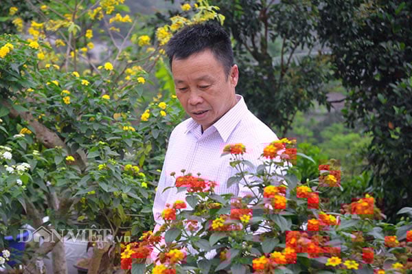 Ông Lý Văn Mão bên vườn hoa ngũ sắc ghép giống Thái Lan trên gốc cây ngũ sắc dại ông nhặt từ rừng về. Ông Lý Văn Mão bên vườn hoa ngũ sắc ghép giống Thái Lan trên gốc cây ngũ sắc dại ông nhặt từ rừng về.