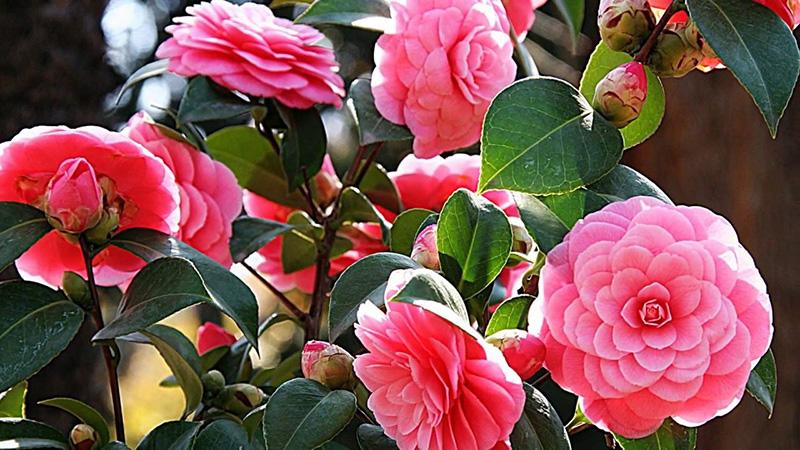 Không chỉ có màu hồng, loài hoa trà Không chỉ có màu hồng, loài hoa trà